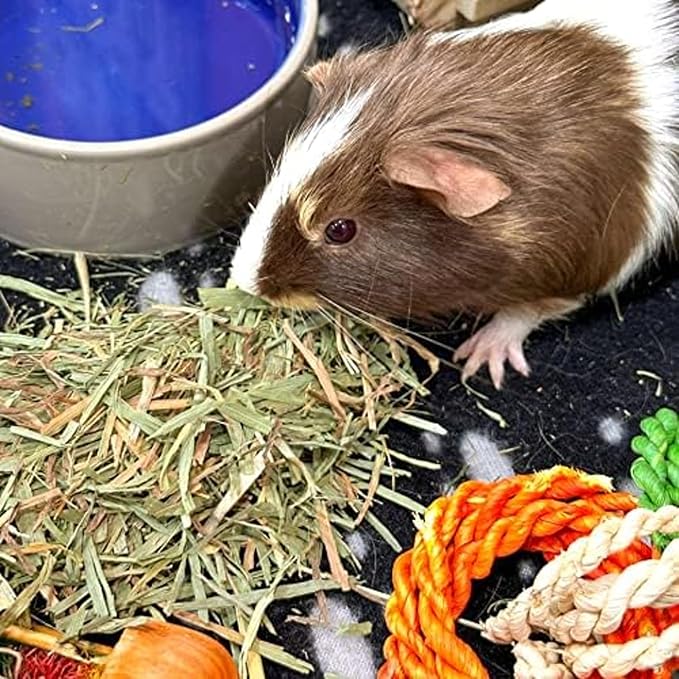 Blue Mountain Hay | Fresh Organic Meadow Hay (15 Ounce) | Mimics Natural Forage | High-Altitude Hay Pet Food for Rabbits, Guinea Pigs, Chinchillas, Hamsters, and Other Small Pets