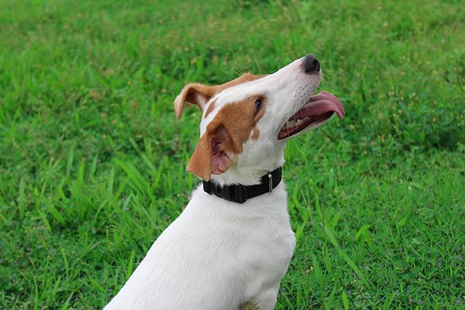 Mikivery Nylon Dog Collar with Quick Release Buckle Soft Adjustable Sturdy for Small Medium Large Dogs Black,M