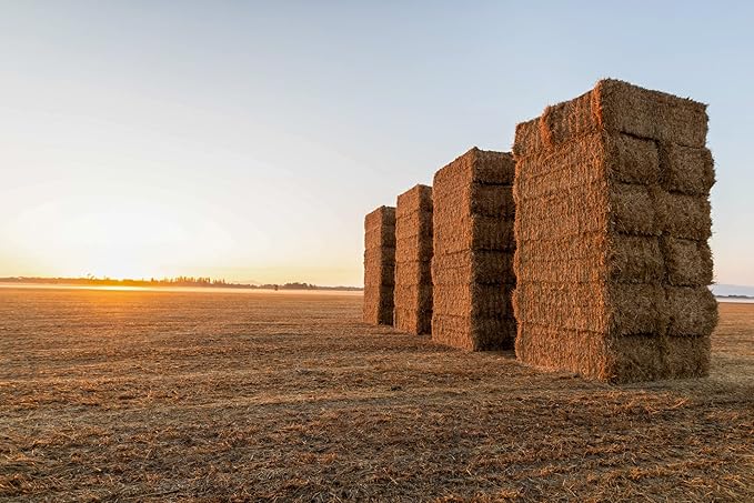 Blue Mountain Hay High-Altitude Hay - Organic Alfalfa, 5lb - High Protein, Fiber & Mineral-Rich - Soft, Leafy, High Leaf Retention - Ideal for Goats, Rabbits, Guinea Pigs & Other Small Animals