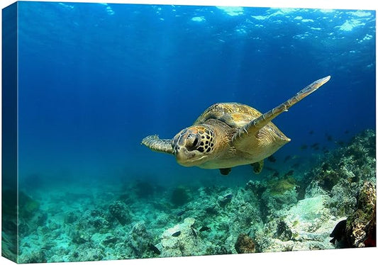 wall26 - Green Sea Turtle in Deep Ocean Sea Canvas Art Wall Art - 32"x48"