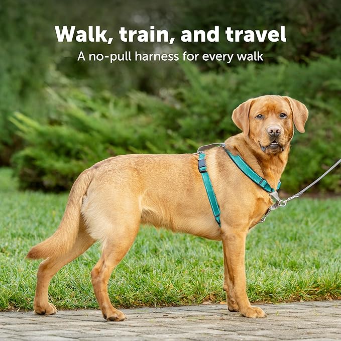 PetSafe 3 in 1 Dog Harness - No Pull Solution for Dogs - Reflective Dog Harness - Front D-Ring Clip Helps Stop Pulling - Comfortable Padded Straps - Top Handle Enhances Control - Plum - Medium