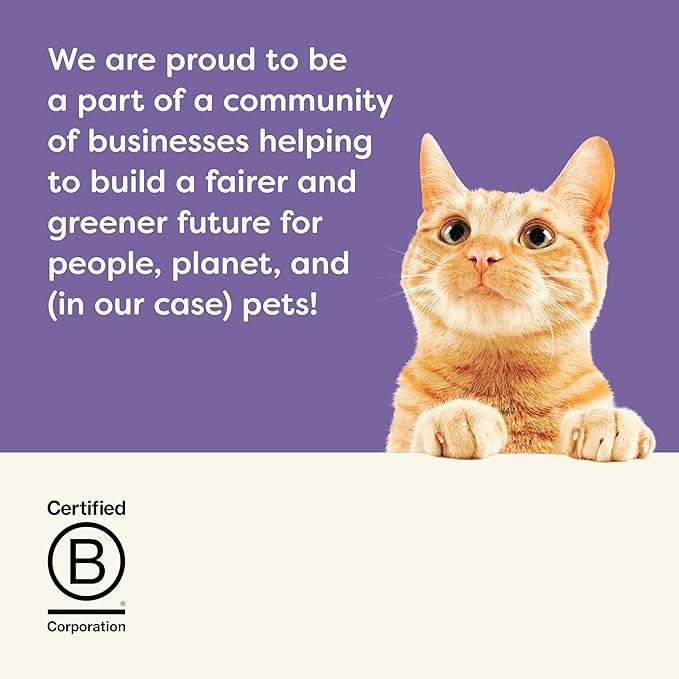 Applaws Natural Wet Kitten Food in Broth, Limited Ingredient, No Additives, Kitten Food Variety Pack in Broth (6 x 2.47oz Cans)