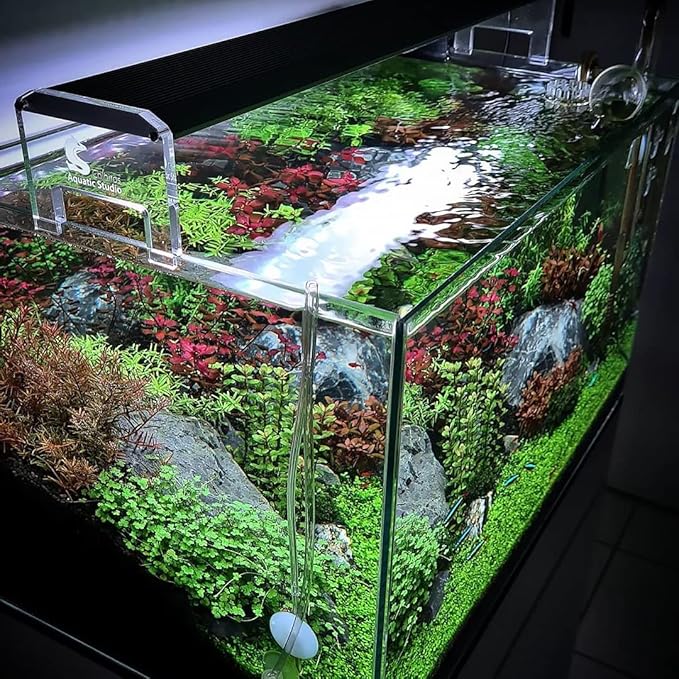 Live Aquarium Stem Plants - Freshwater Aquatic Plant for Fish Tanks, Aquascaping - (Diamond Ludwigia Peruensis, 1 Bunch)