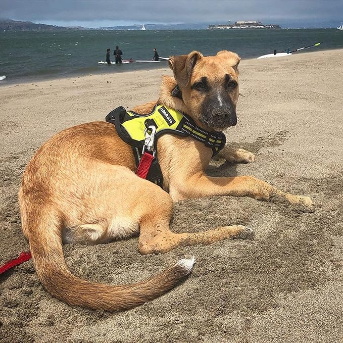 rabbitgoo Dog Harness No Pull with 2 Leash Clips, Adjustable Soft Padded, Reflective Oxford No Choke Pet Vest with Easy Control Handle for Small Dogs, Wild Lime,S