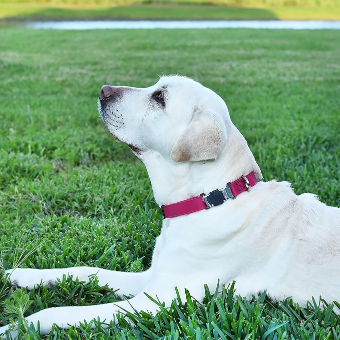 Dogline Biothane Waterproof Dog Collar with Herm Sprenger Black Stainless Steel Quick Release Buckle – Heavy Duty Tactical Durable Collar for Dogs – Comfortable, Safe Pet Collar W3/4" L12-19 Magenta