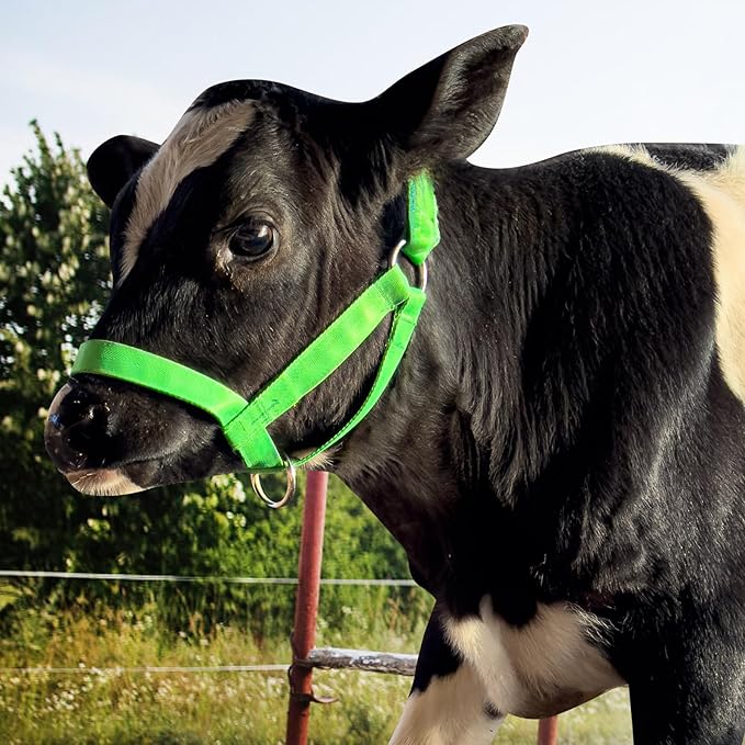 XUANNIAO Easily Adjustable Figure 8 Cow Halter, Double-Ply Premium Livestock Cattle Halters, Colorful Cow Utility Calf Halter with Leading Rope for Miniature Horse Donkey Goat Foal (Large, Green)