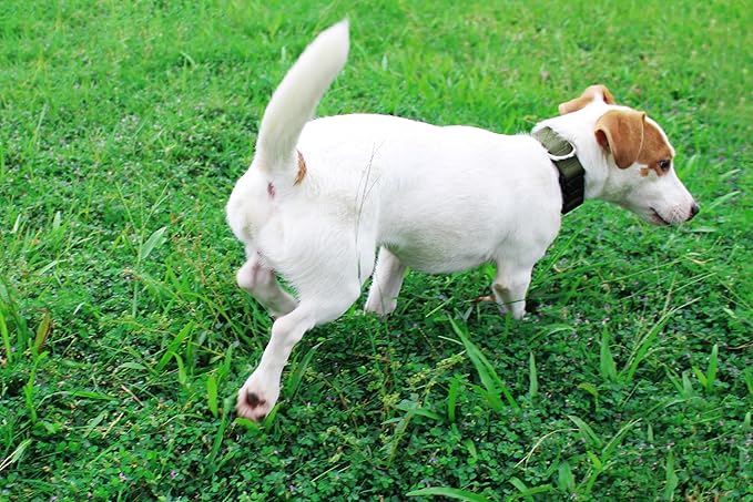 Mikivery Nylon Dog Collar with Quick Release Buckle Soft Adjustable Sturdy for Small Medium Large Dogs Military Green,M