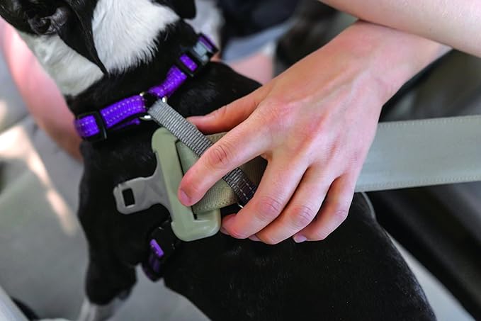 PetSafe 3 in 1 Dog Harness - No Pull Solution for Dogs - Reflective Dog Harness - Front D-Ring Clip Helps Stop Pulling - Comfortable Padded Straps - Top Handle Enhances Control - Plum - Large