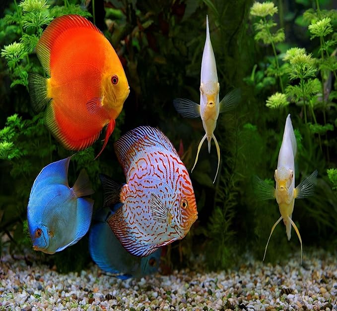 Aquatic Foods Inc. 12-Type Ultra Mix of 1mm, 2mm, 3mm Floating & Sinking California Blackworm and Intense Coloring Pellets for All Tropical Fish & Pond Fish...1/4-lb Bag