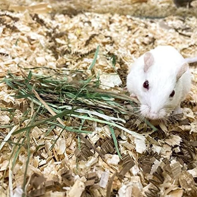 Blue Mountain Hay | Fresh Organic Meadow Hay (48 Ounce) | Mimics Natural Forage | High-Altitude Hay Pet Food for Rabbits, Guinea Pigs, Chinchillas, Hamsters, and Other Small Pets