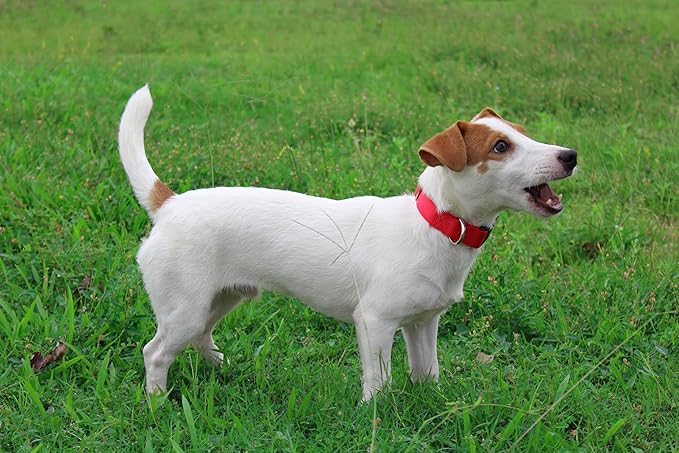 Mikivery Nylon Dog Collar with Quick Release Buckle Soft Adjustable Sturdy for Small Medium Large Dogs Red,M