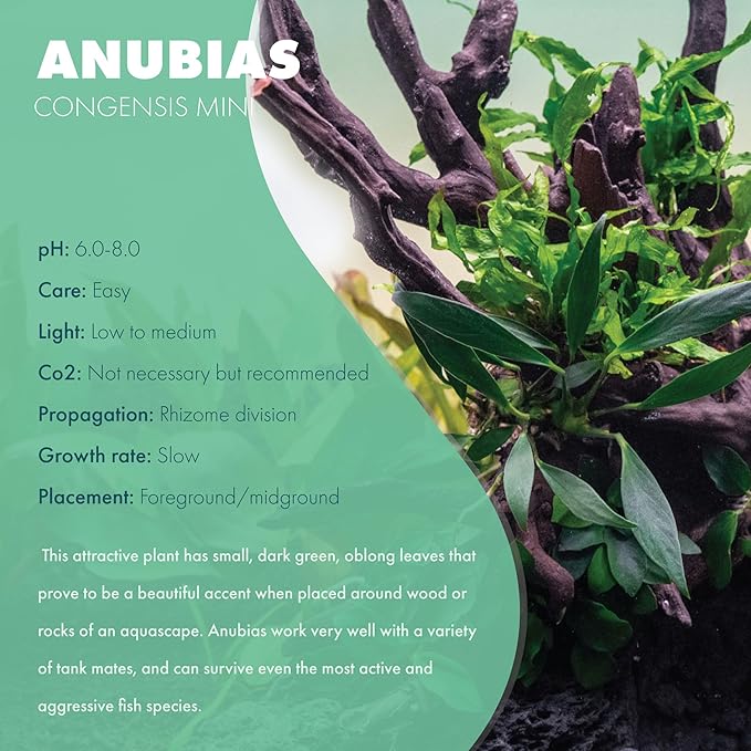 Anubias Live Aquarium Plants - Potted Freshwater Plant for Fish Tanks, Terrariums - Beginner Friendly Low Light (Congensis Mini, 5 Pots)
