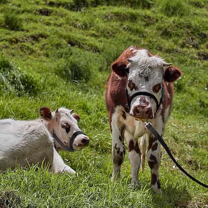 Hillban Cow Halter Cattle Halters Adjustable Calf Halter with Leading Rope for Miniature Horse Donkey Goat Foal Nylon Cattle Training Supplies