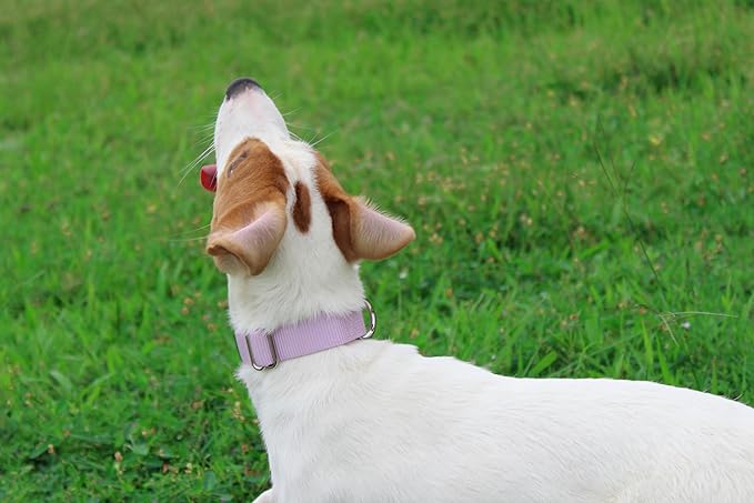 Mikivery Nylon Dog Collar with Quick Release Buckle Soft Adjustable Sturdy for Small Medium Large Dogs Violet,M