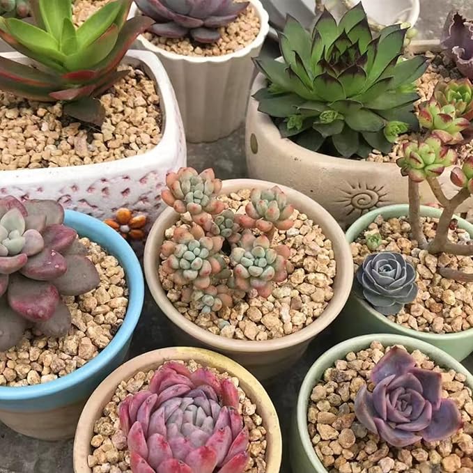 10 lbs Maifanitum Stones for Succulent,1/4 Inch Decorative Rocks for Indoor Plants, Bonsai, Soil Cover. Small Stones for Water Drainage and Plant Growth