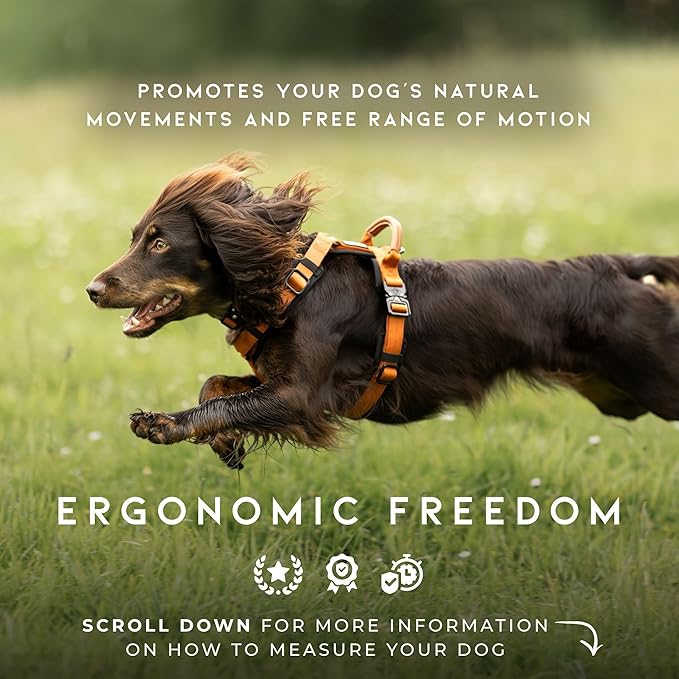 MADE TO ROAM Premium Explorer Harness - Y-Shaped Dog Harness with Adjustable Durable Nylon, Soft Padding, Metal Buckles and Leather Handle for Small, Medium, Large Dogs (Alaska Daybreak, Size 1)