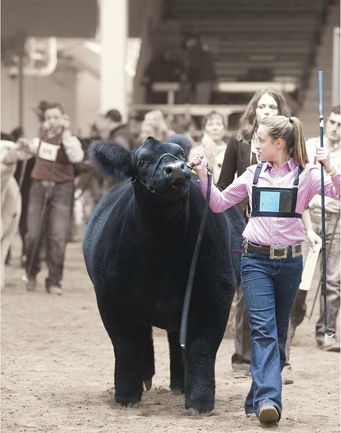 Weaver Livestock Leather Magic Show Cattle Halter, Adjustable, Modern Style Cow Calf Halter, Livestock Handling Equipment for Showing, Black