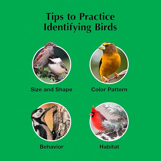 C&S Sunflower Suet Nuggets, Suet Nuggets for Wild Birds, 27 Ounces