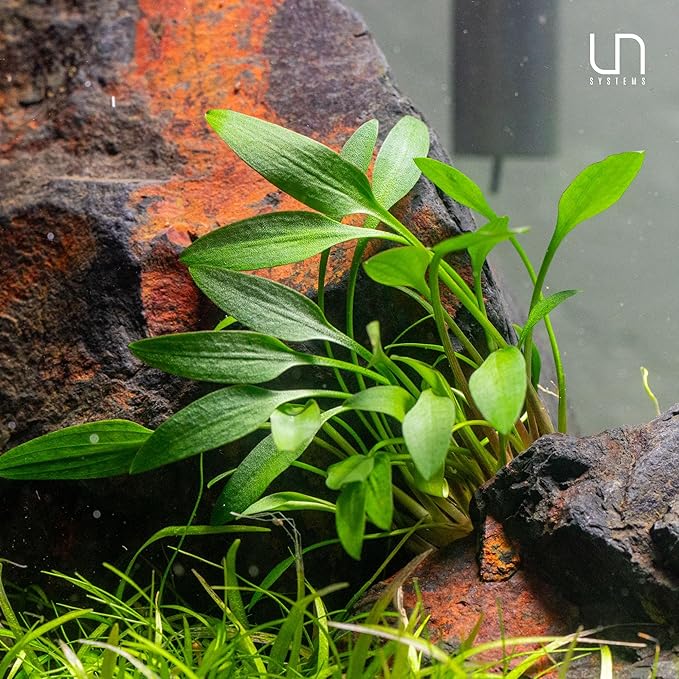Ultum Nature Systems Cryptocoryne Wendtii Brown (Indonesian) Tissue Culture Live Plant for Aquarium, Freshwater Fish Tank, Aquascaping - 100% Snail Free in Vitro