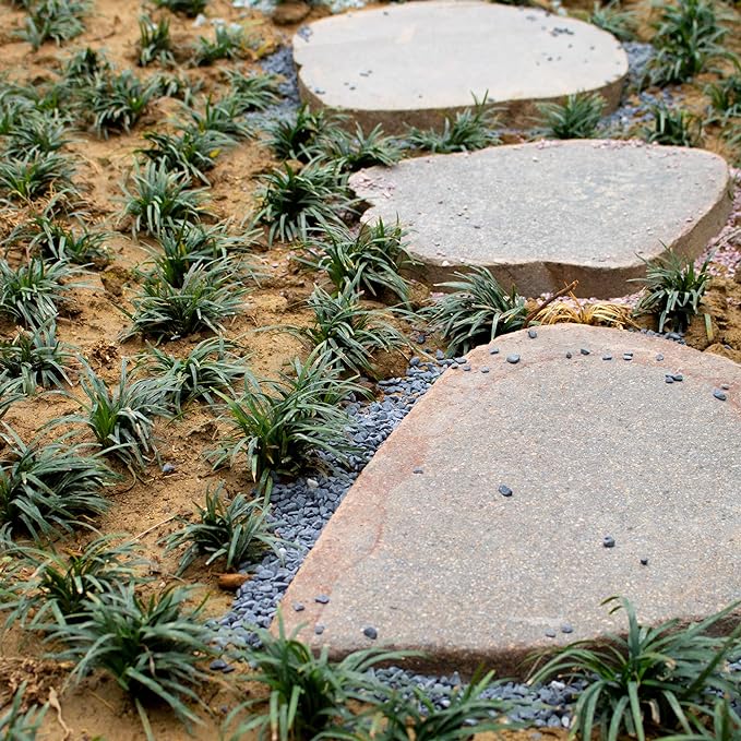 7lb Black Cactus Pea Gravel Rocks,1/4 Inch Pebbles for Indoor Plants, Natural Succulent Rock and River Rocks Decorative for Aquariums, Vases, Outdoor Gardening, Top Dressing for Potted Plants