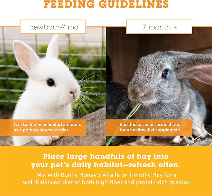 Orchard Grass Hay for Guinea Pigs, Rabbits, Hamsters & Small Pets by Bunny Honey - Fresh, High-Fiber, Supports Digestive Health & Dental Care, Non-Blended & Fresh Cut