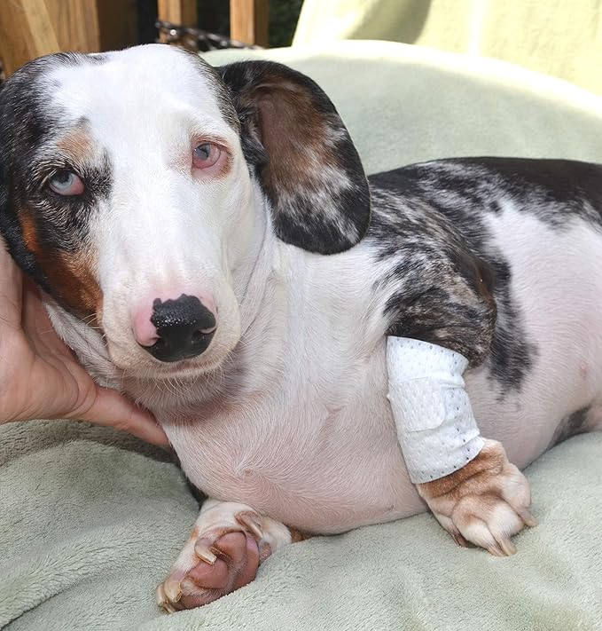 Basic Leg Bandages for Dogs, Cats, Pets -First- aid Non Adhesive Fur Friendly, Soft Stretch Wound Care, hot Spots, Fungus, Adjustable Fastening Strap Value Pack (Small 20-Pack)