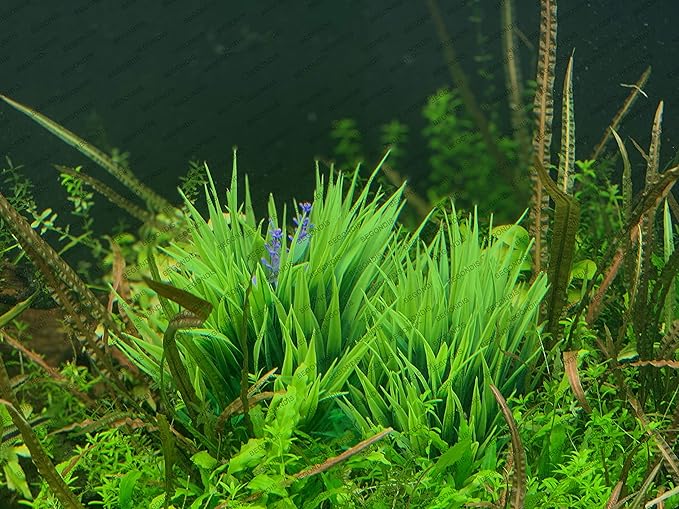 BEGONDIS 2Pcs Aquarium Decorations Fish Tank Artificial Green Water Plants Made of Soft Fabrics Plastic