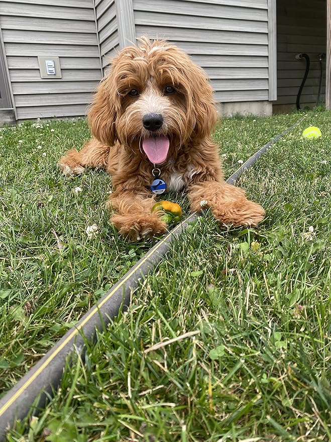 LYP Original Soundless Pet ID Tags | Custom Dog Tags Personalized for Pets | Durable Silicone Deep Engraved Dog Tag | No More Jingling | Blue Bone