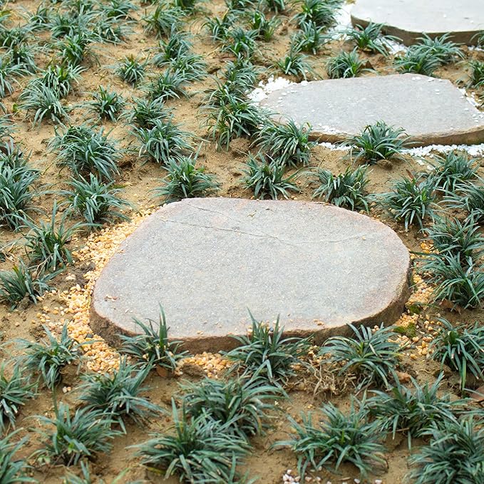 7lb Cactus Pea Gravel Rocks,1/5 Inch Pebbles for Indoor Plants, Natural Succulent Rock and River Rocks Decorative for Aquariums, Vases, Terrarium, Outdoor Gardening, Top Dressing for Potted Plants