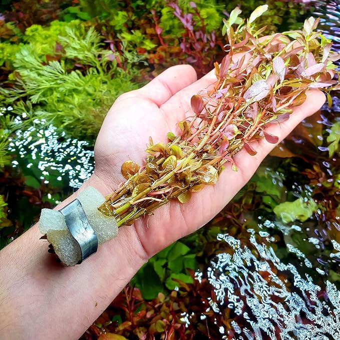 Live Aquarium Red Stem Plants - Freshwater Aquatic Plant for Fish Tanks, Aquascaping - (Rotala Rotundifolia, 1 Bunch)