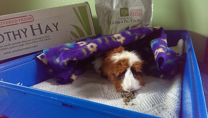 Small Pet Select Guinea Pig Food Pellets, 10 Lb.