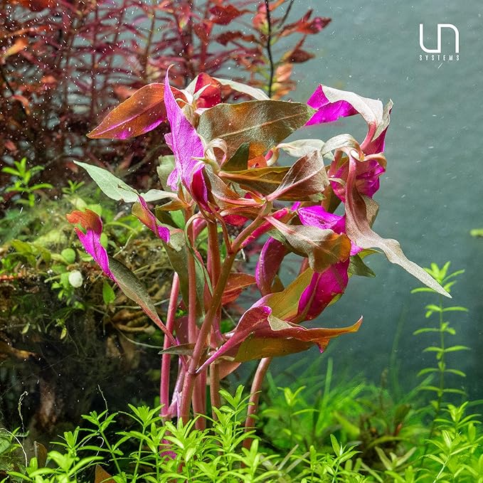 Ultum Nature Systems Alternanthera Reineckii Rosanervig Red Stem Tissue Culture Live Plant for Aquarium, Aquascape, Freshwater Fish Tanks - 100% Snail Free in Vitro