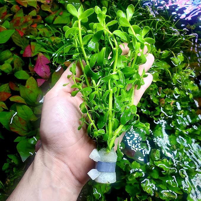 Live Aquarium Stem Plants - Freshwater Aquatic Plant for Fish Tanks, Aquascaping - (Moneywort Bacopa Monnieri, 1 Bunch)