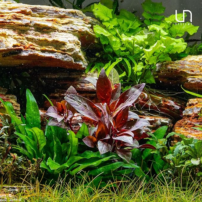 Ultum Nature Systems Alternanthera Reineckii Rosaefolia Red Stem Tissue Culture Live Plant for Aquarium, Aquascape, Freshwater Fish Tanks - 100% Snail Free in Vitro