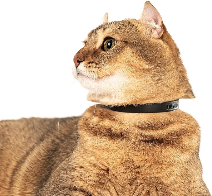Silicone Cat Collars 2 Pack - Soft, Comfortable, and Lightweight Safety Breakaway Collar with Name Tag Ring for Outdoor Cats and Sensitive Skin Kittens by Nuvuq (6 ⅞" to 10 ¼", Black)